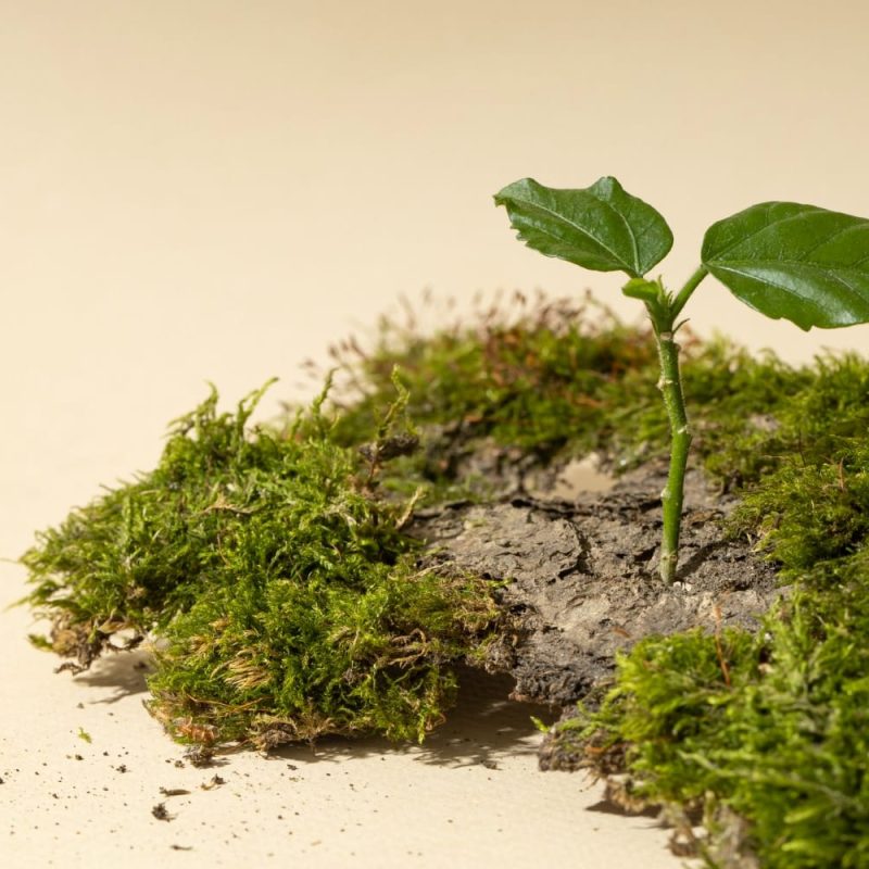 impronta ecologica impresa