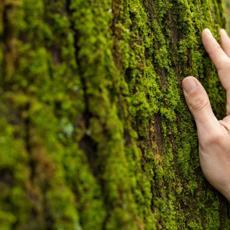 impronta ecologica